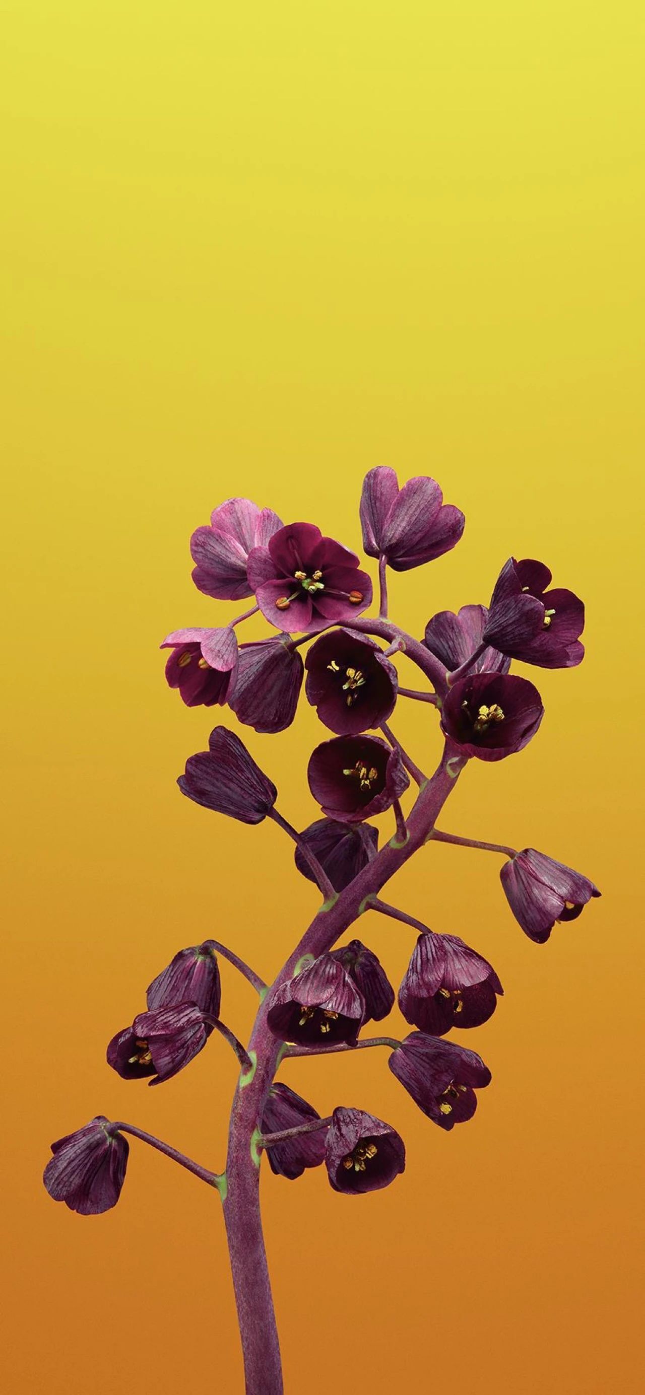 简约版13苹果手机(iphone简约版是什么意思)-第5张图片-有道翻译官网